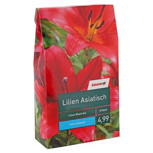 Blumenzwiebeln "Lilien Asiatisch" 8 Stück Lilium Black Out