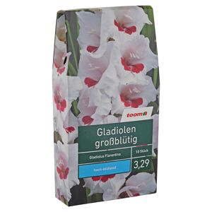 Blumenzwiebeln "Gladiolen großblütig" 10 Stück Fiorentina