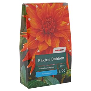 Blumenzwiebeln "Kaktus-Dahlien" Dahlia Color Spectacle 3 Stück