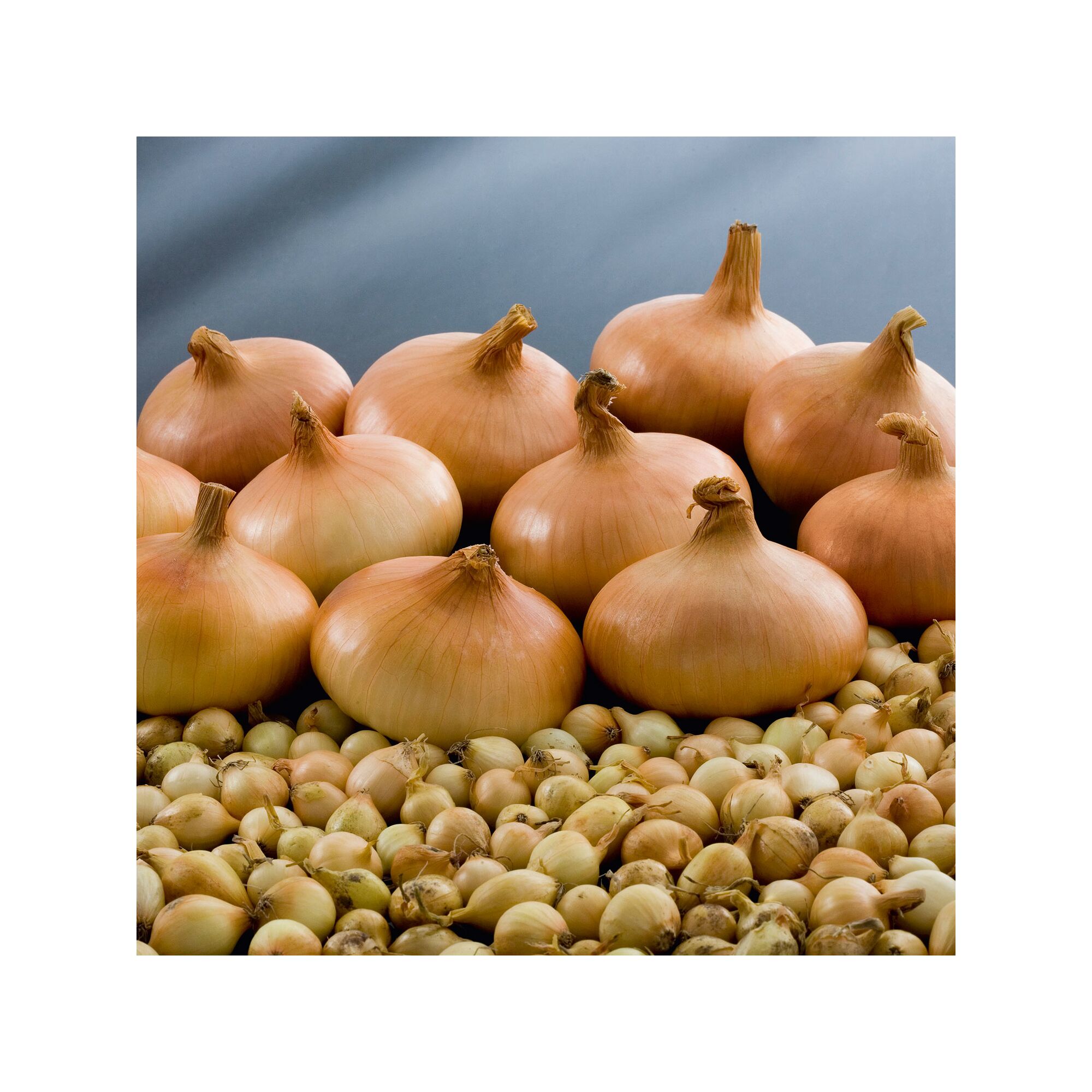 Stuttgarter Riesen, Zwiebeln und Steckzwiebeln