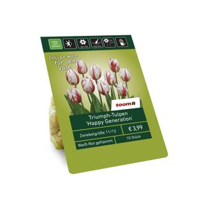 Triumph-Tulpen 'Happy Generation' weiß-rot geflammt 10 Zwiebeln