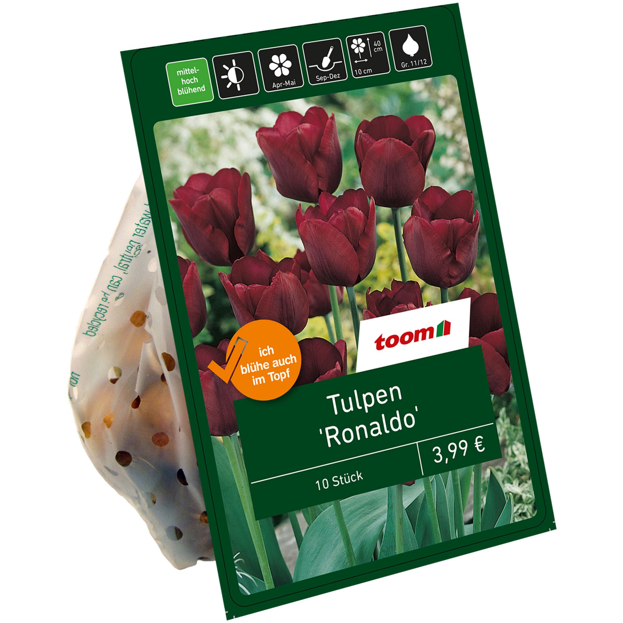 Tulpen 'Ronaldo', 10 Stück, von toom