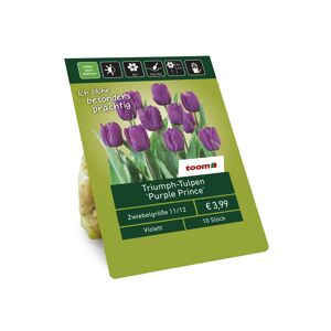 Triumph-Tulpen 'Purple Prince' violett 10 Zwiebeln