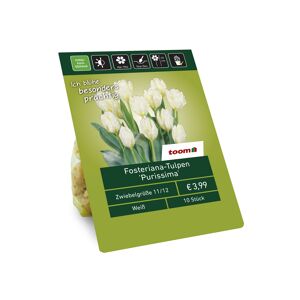 Fosteriana-Tulpen 'Purissima' weiß 10 Zwiebeln