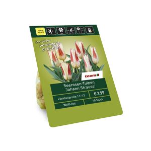 Seerosen-Tulpen 'Johann Strauss' weiß-rot 10 Zwiebeln