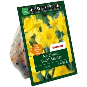 Großkronige Narzissen 'Dutch Master' gelb 8 Zwiebeln