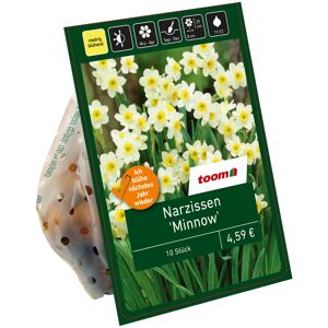 Botanische Narzissen 'Minnow' creme-weiß 10 Zwiebeln