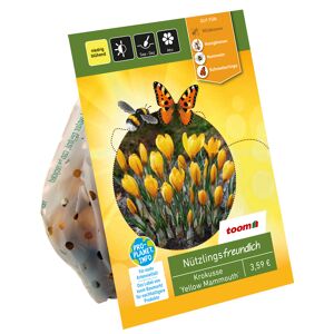 Großblumige Krokusse 'Yellow Mammouth' gelb 10 Zwiebeln
