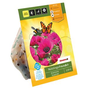 Kronen-Anemonen 'Sylphide' rosa 25 Zwiebeln