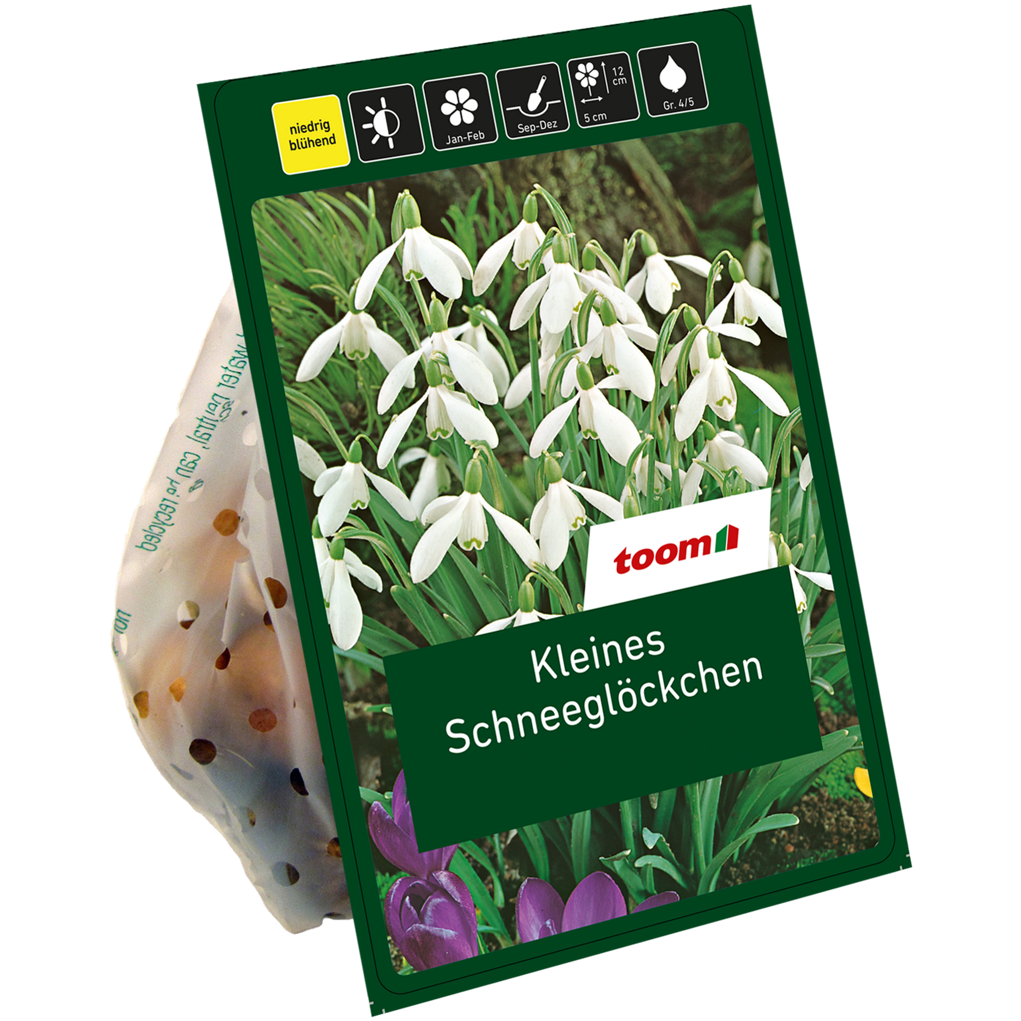 Kleine Schneeglöckchen 'Nivalis' weiß 15 Zwiebeln