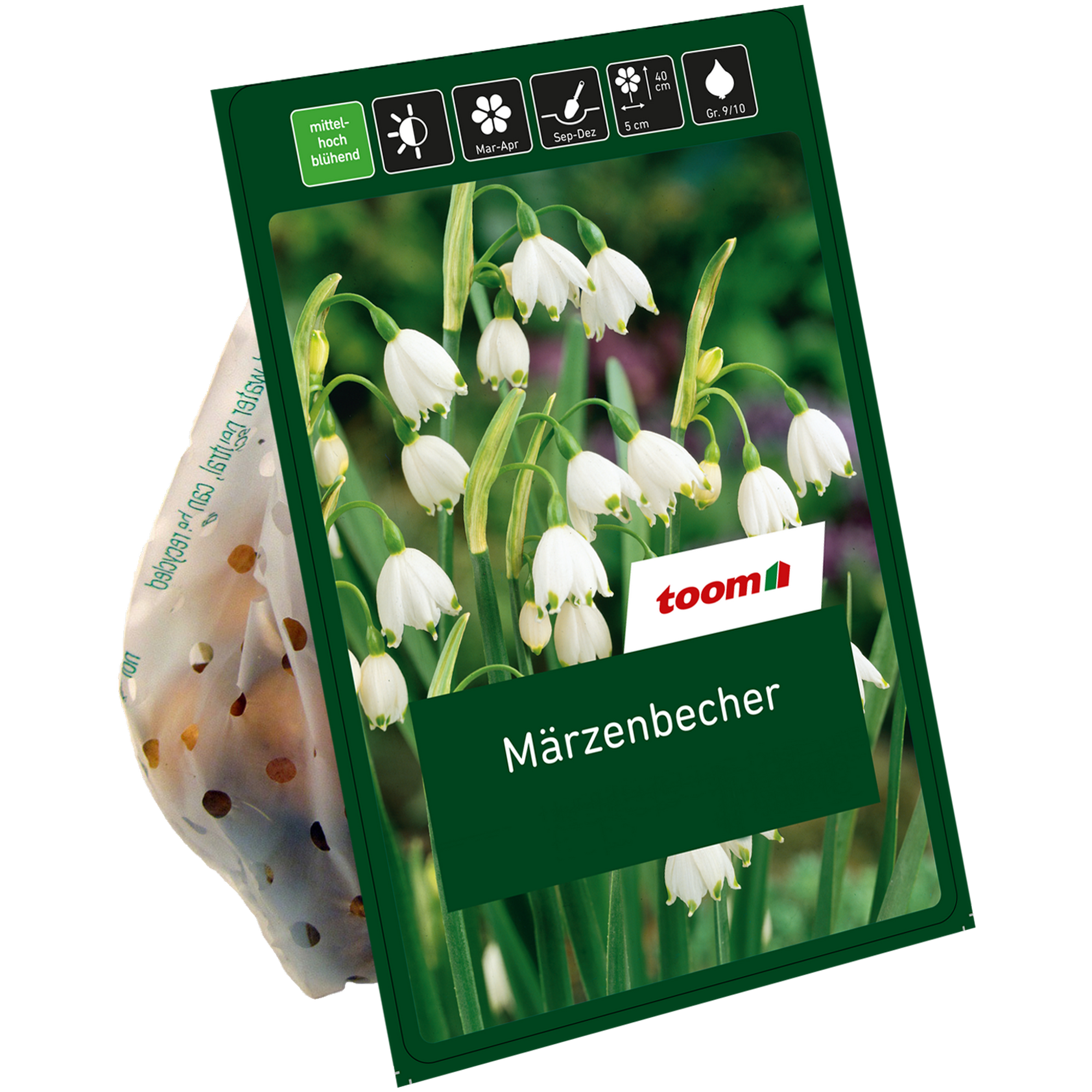 Sommer-Knotenblume 'Aestivum' weiß 10 Zwiebeln