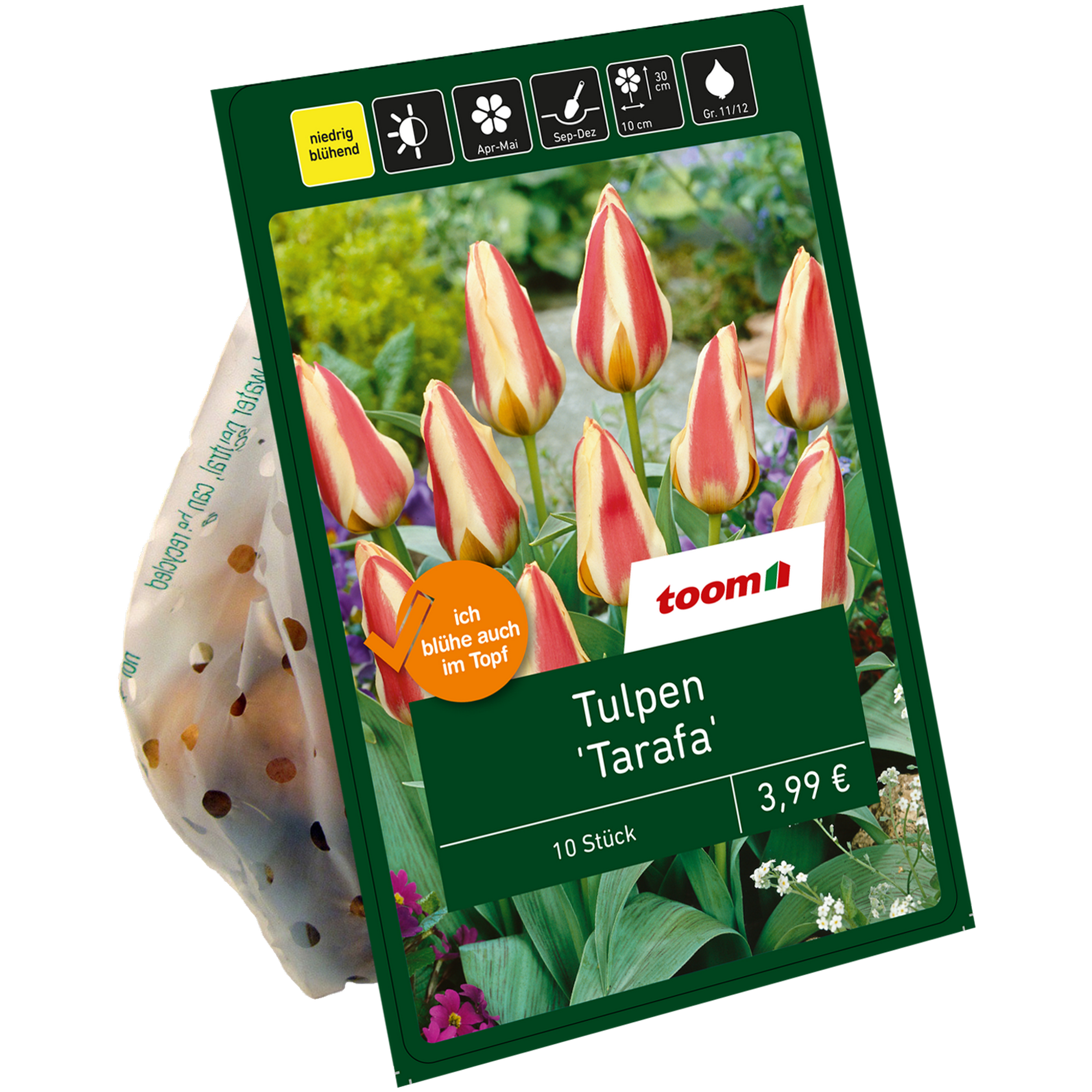 Tulpe 'Tarafa' rot/gelb 10 Zwiebeln + product picture
