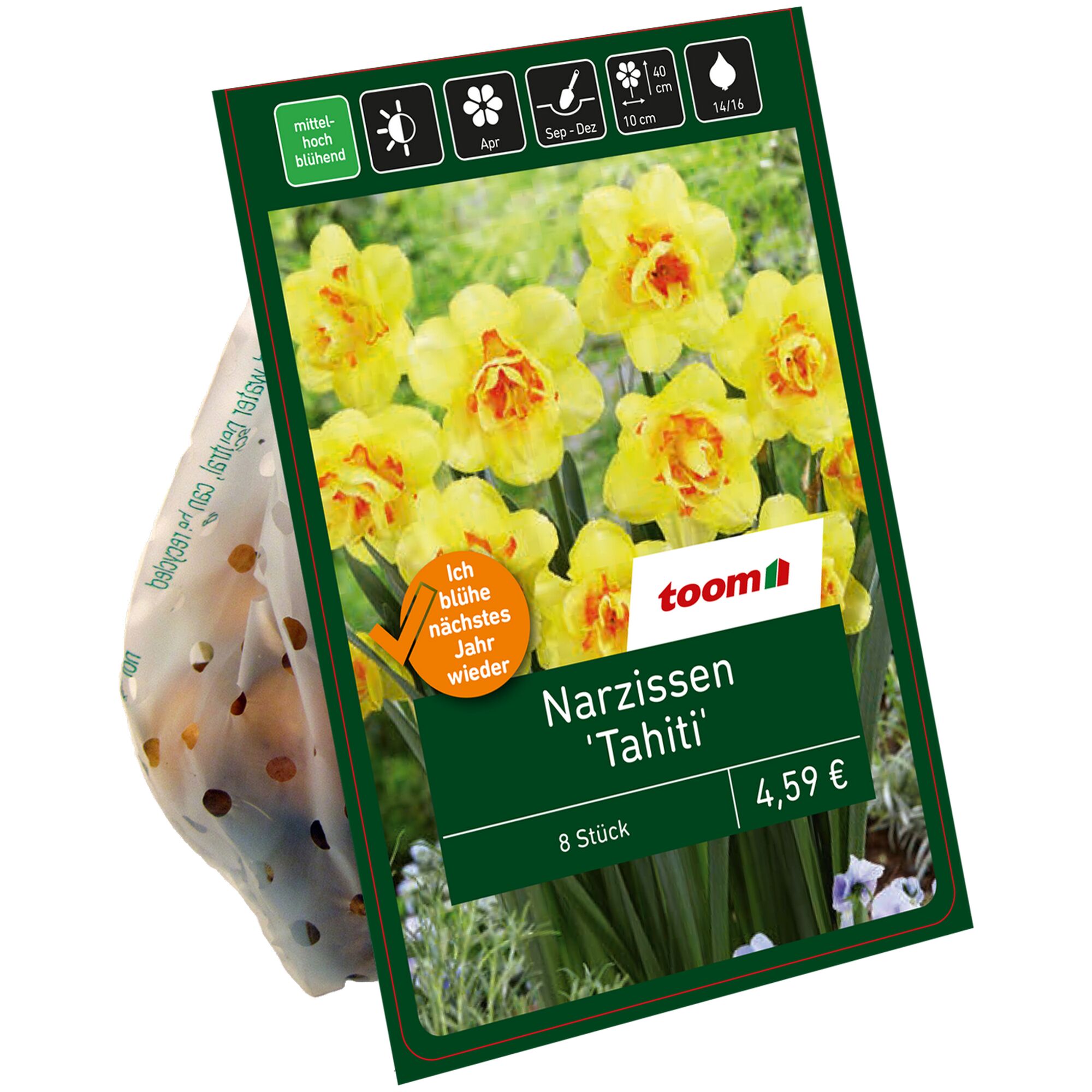 Toom Narzissen 'Tahiti', 8 Stück