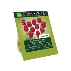 Gefranste Tulpen 'Crystal Beauty' rot 10 Zwiebeln