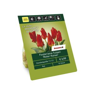 Fosteriana-Tulpen 'Roter Kaiser' rot 10 Zwiebeln