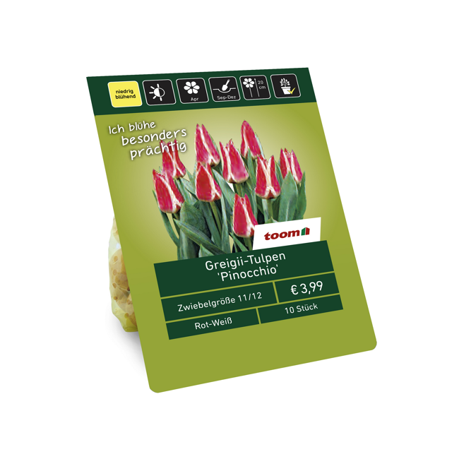Bild von Greigii-Tulpen 'Pinocchio' rot-weiß 10 Zwiebeln