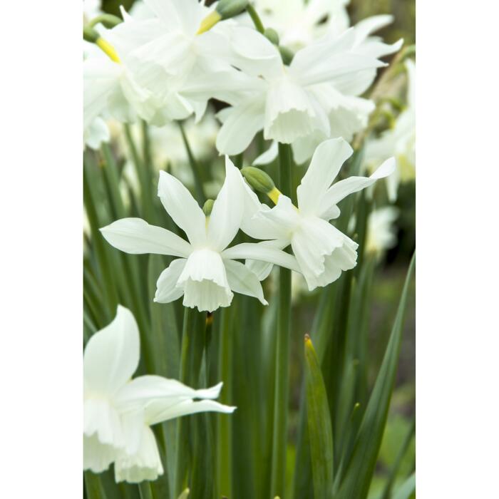 toom Botanische Narzissen 'Thalia' weiß 5 Zwiebeln