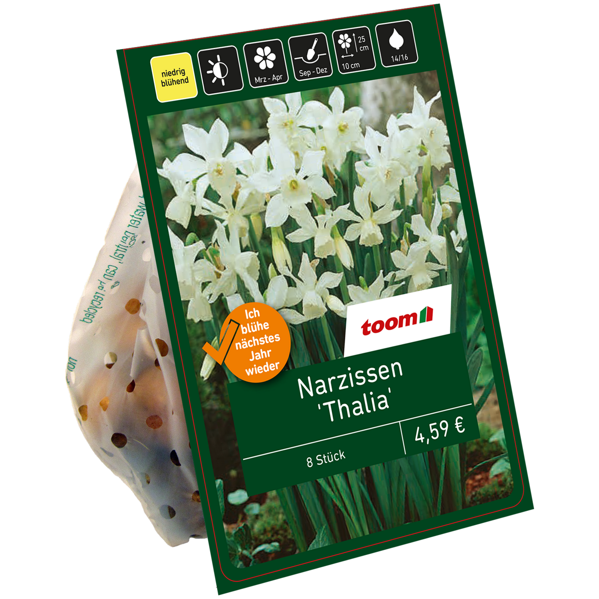 Botanische Narzissen 'Thalia' weiß 5 Zwiebeln + product picture
