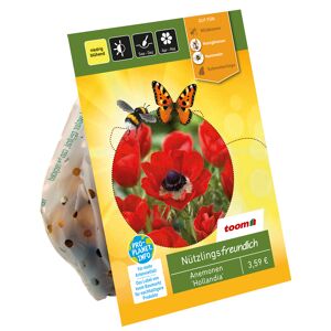 Kronen-Anemonen 'Hollandia' rot-weiß 25 Zwiebeln