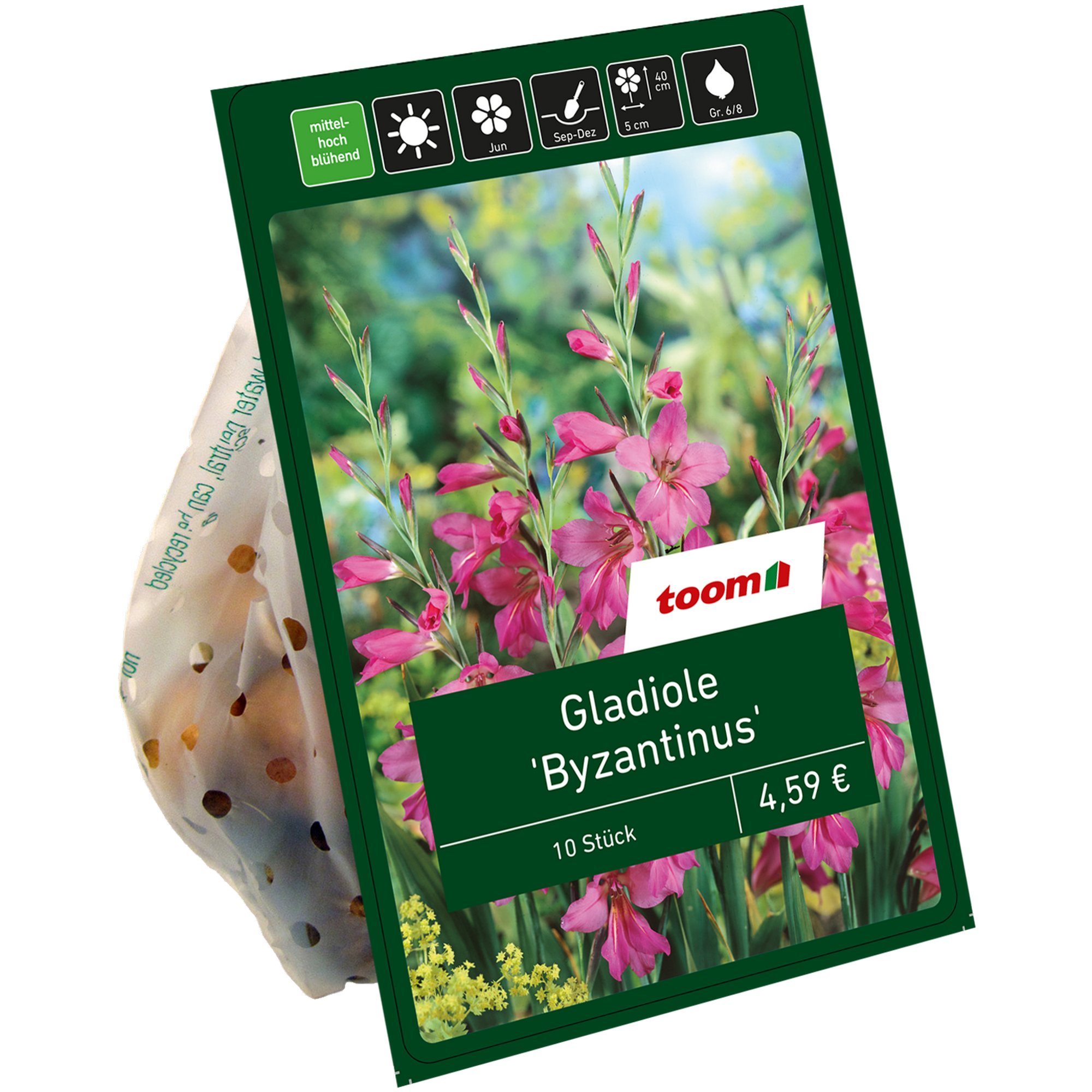 Wild-Gladiolen 'Byzantinus' purpur-rosa 10 Zwiebeln + product picture