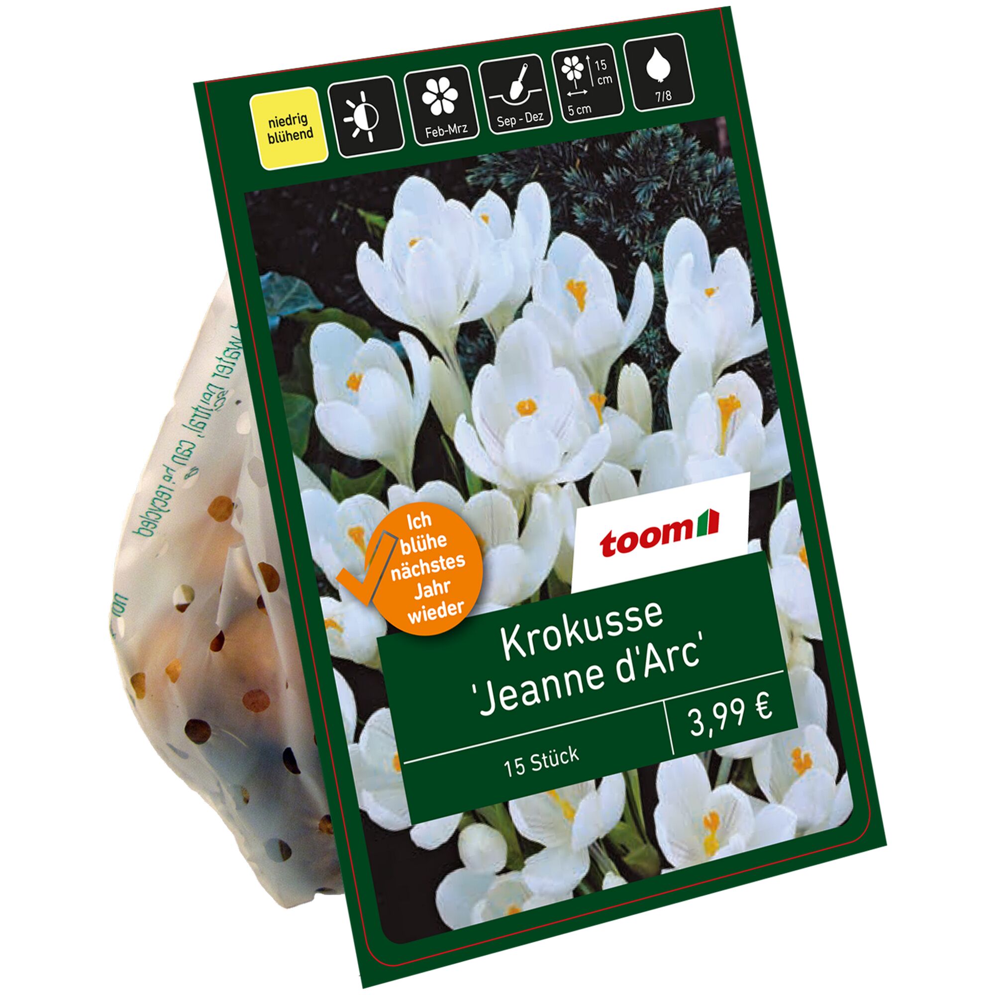 Verpackung mit 15 weißen Krokussen Jeanne d'Arc