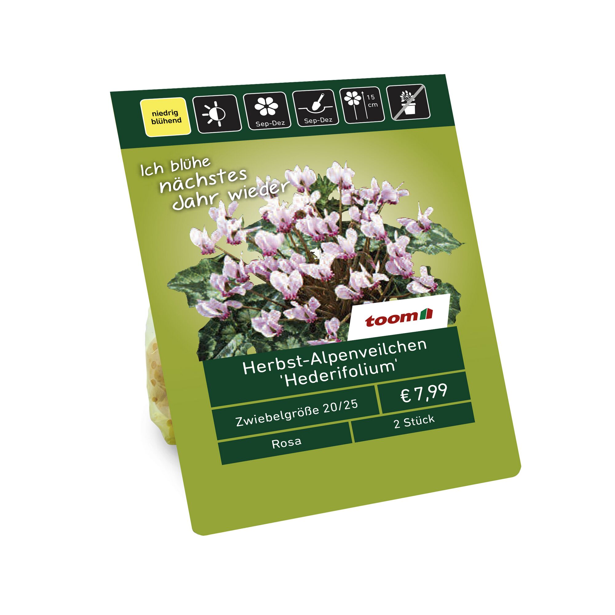 Rosa Alpenveilchen im Topf