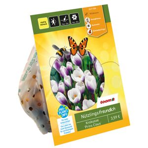 Botanische Krokusse 'Prins Claus' violett-weiß 20 Zwiebeln