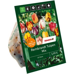 Rembrandt-Tulpen-Mix 20 Zwiebeln