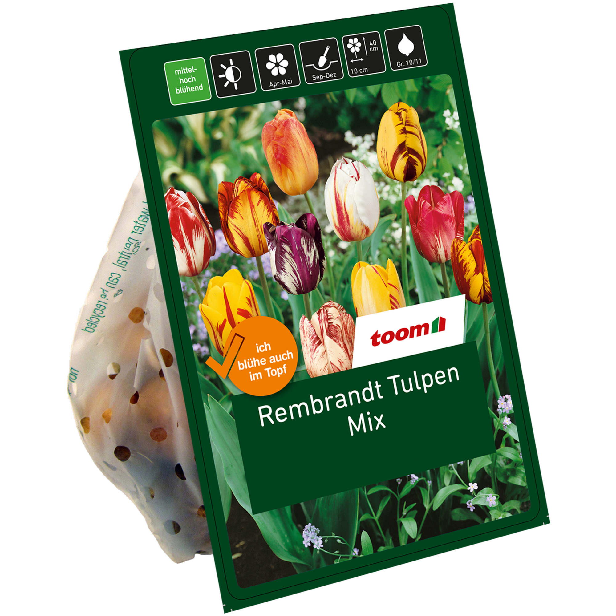 Rembrandt-Tulpen-Mix 20 Zwiebeln