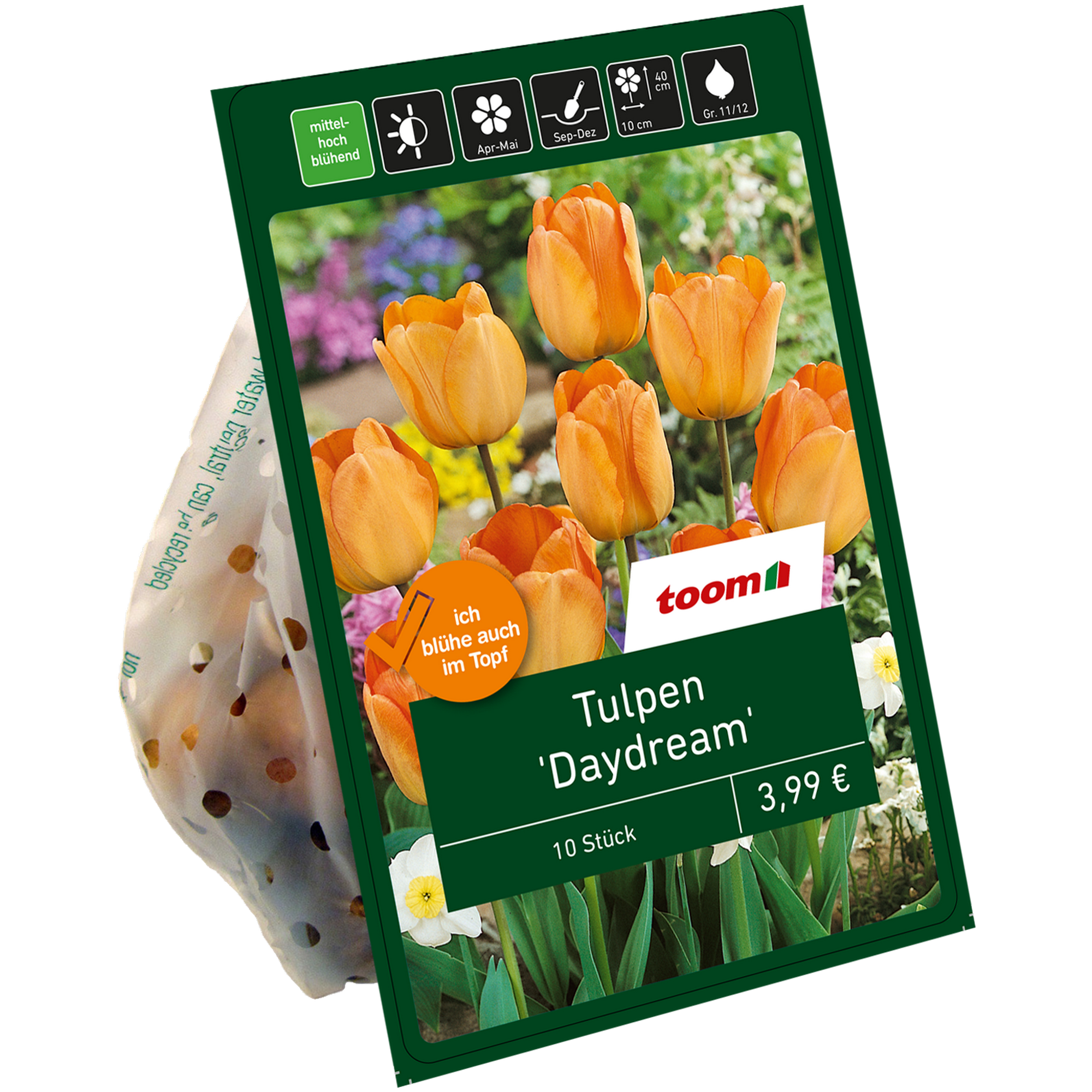 Tulpe 'Daydream' apricot 10 Zwiebeln + product picture