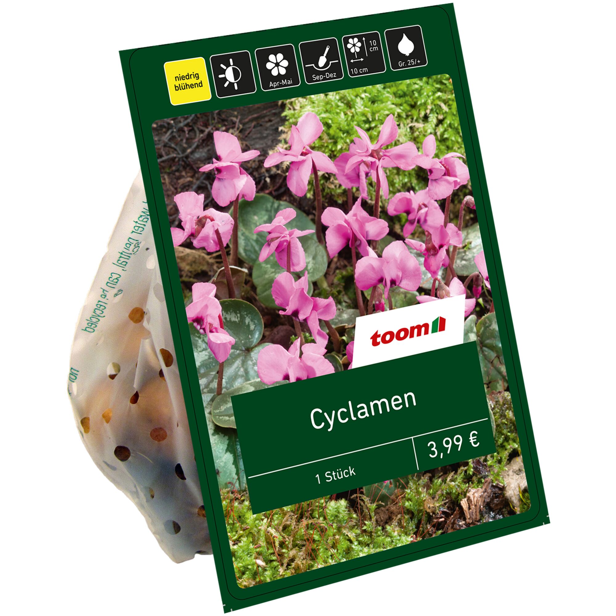 Cyclamen in rosa