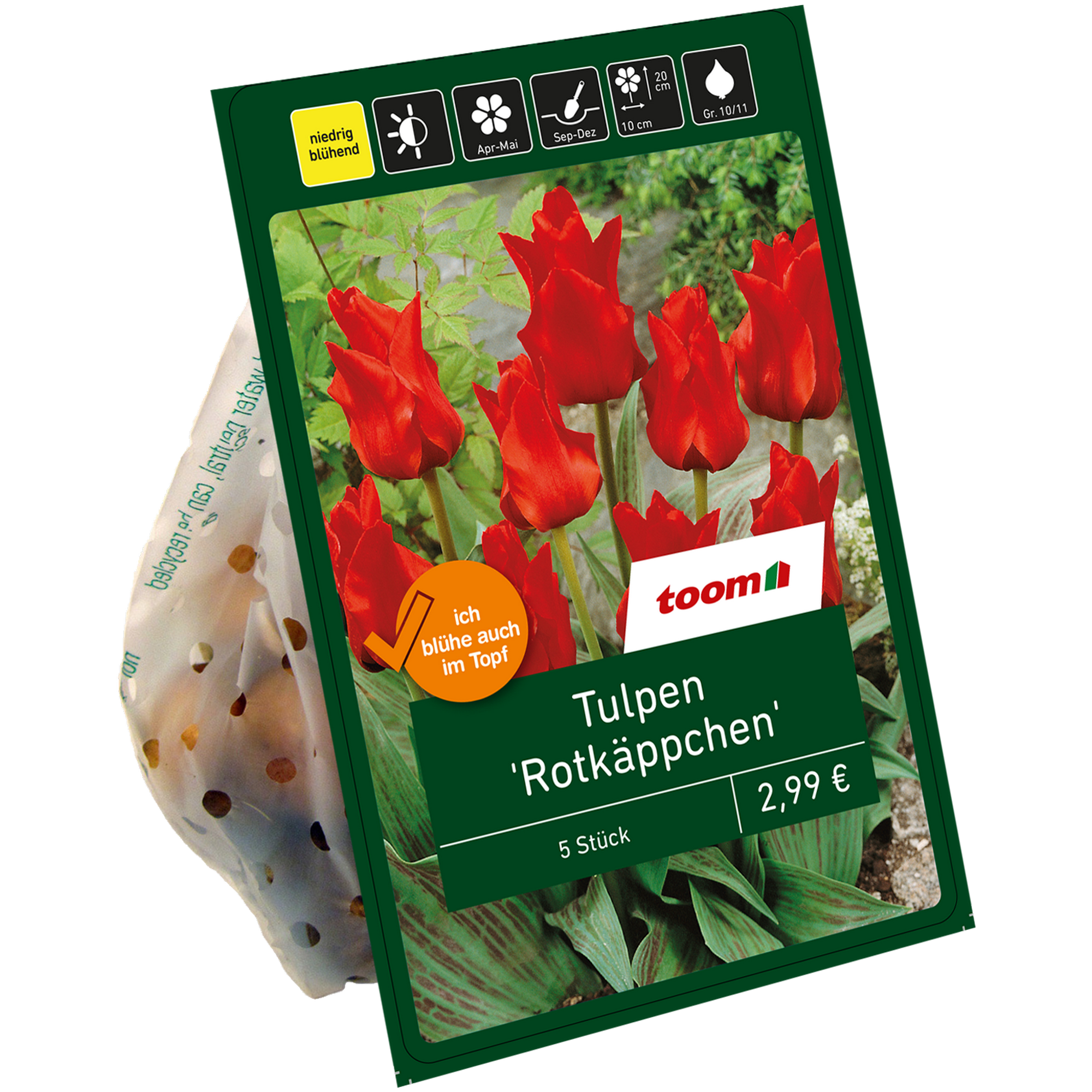 Tulpen 'Rotkäppchen' rot 6 Zwiebeln + product picture