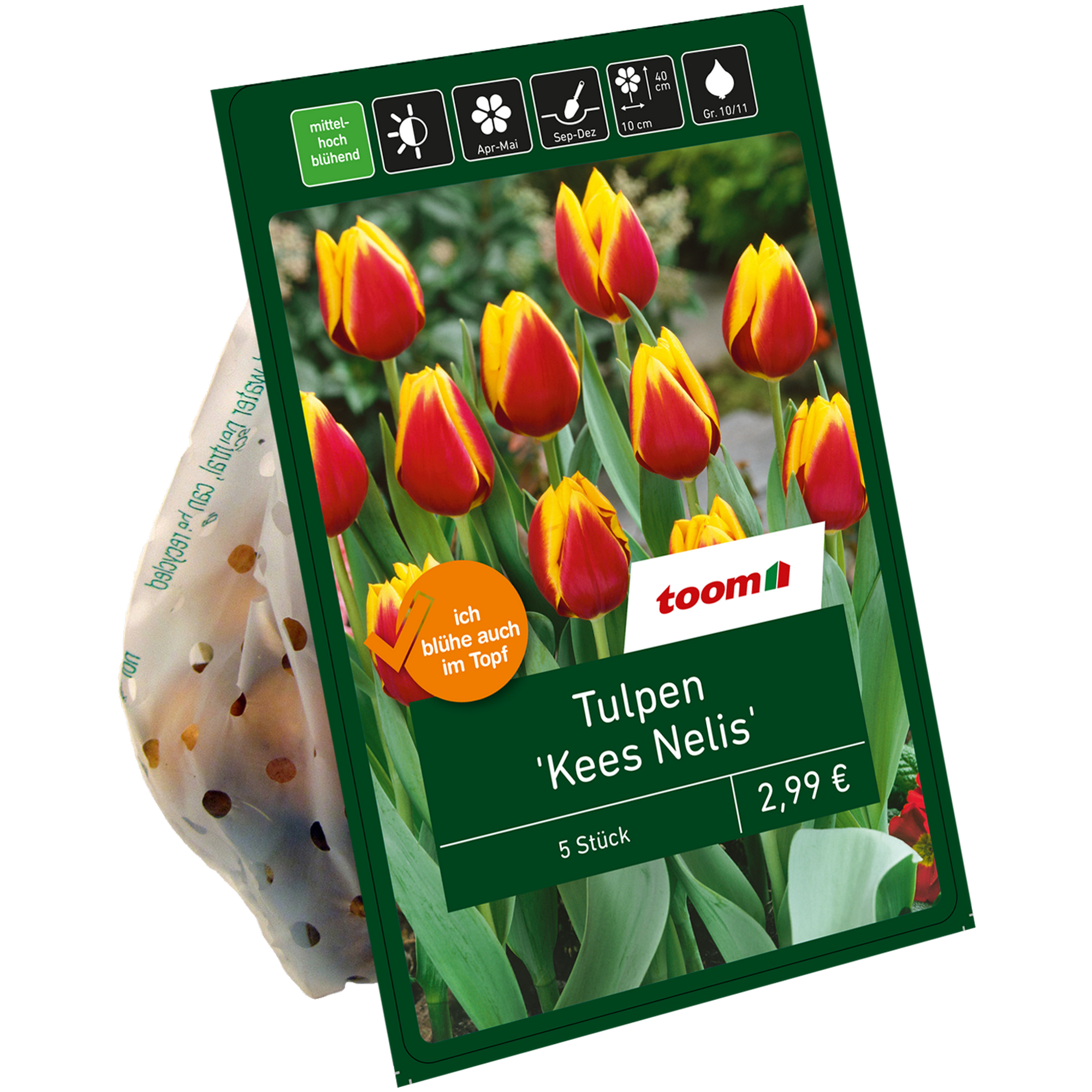 Tulpen 'Kees Nelis' rot-gelb 10 Zwiebeln + product picture