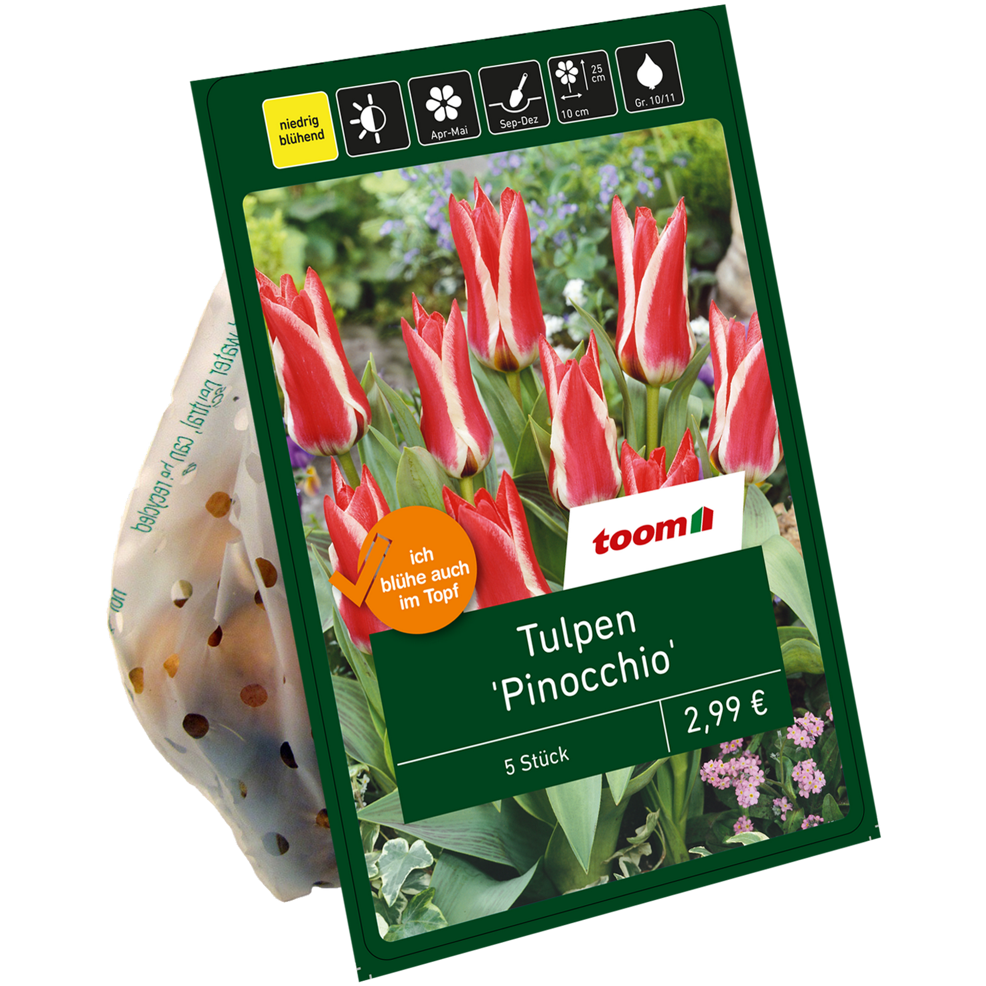 Tulpen 'Pinocchio' rot-weiß 6 Zwiebeln + product picture