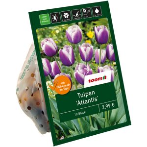 Tulpen 'Atlantis' violett-gelb 10 Zwiebeln