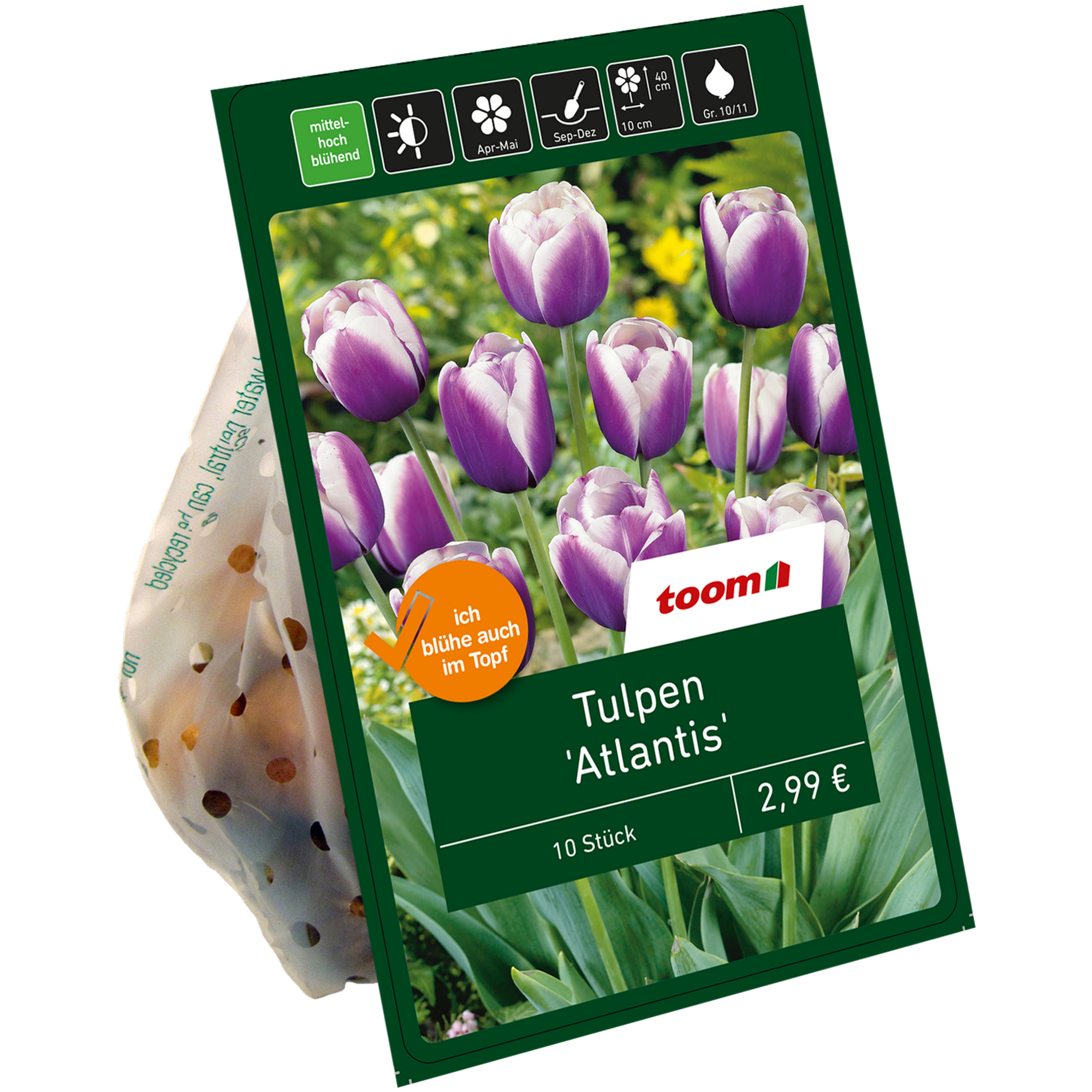 Tulpen 'Atlantis' violett-gelb 10 Zwiebeln + product picture