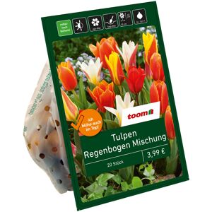 Botanische Tulpen 'Regenbogen' 20 Zwiebeln