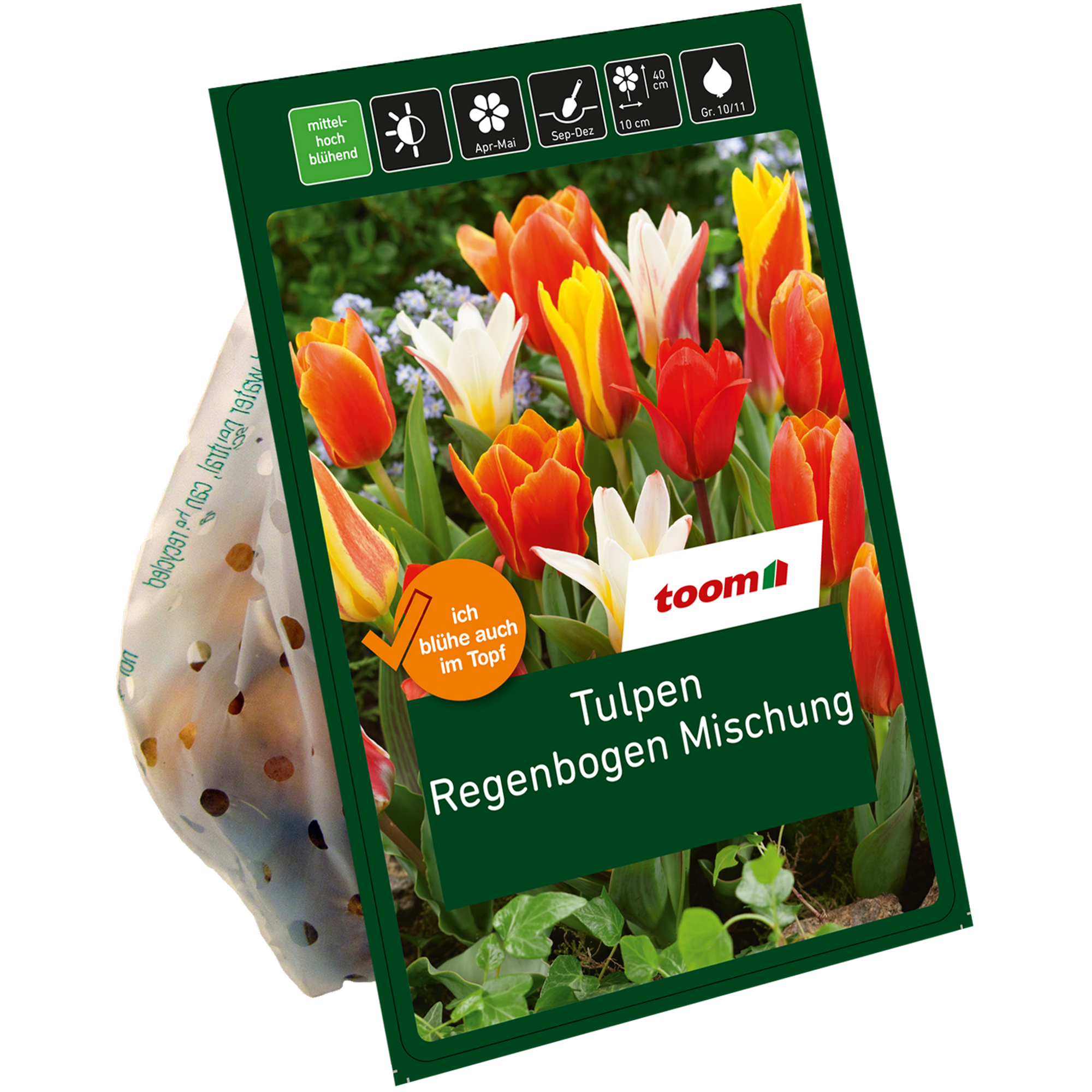Botanische Tulpen 'Regenbogen' 20 Zwiebeln
