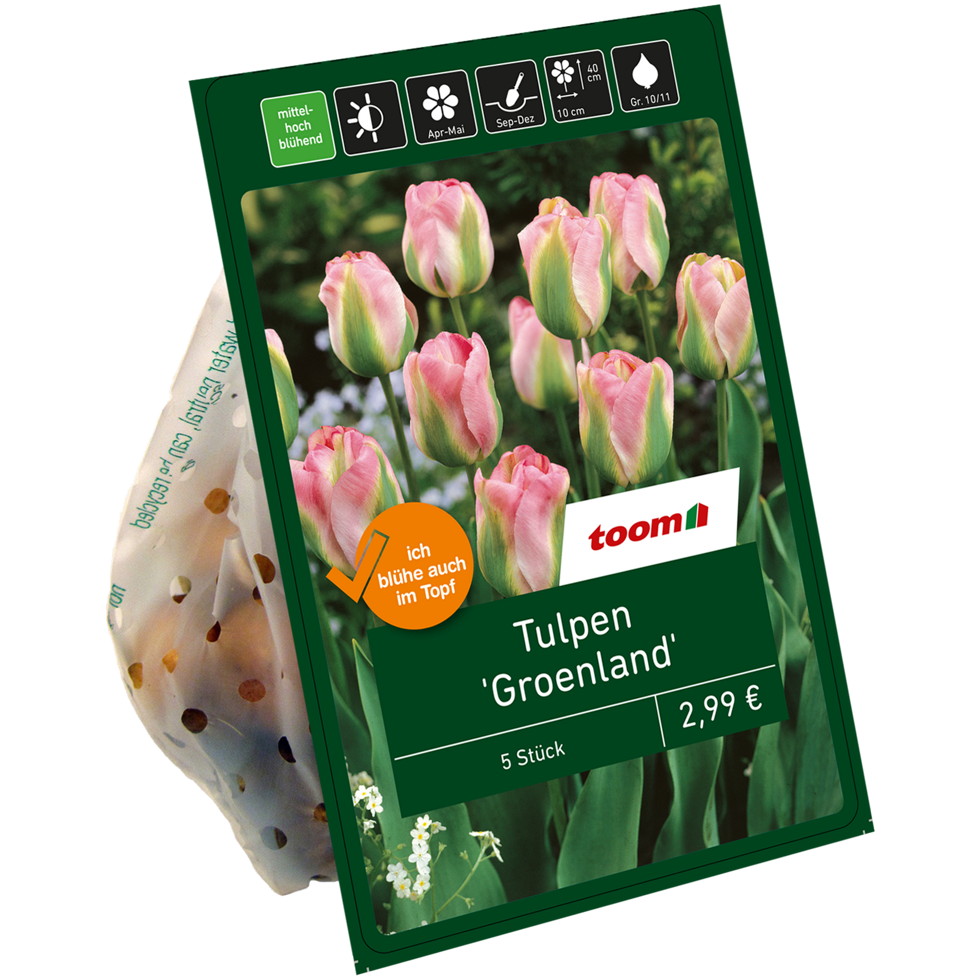 Tulpen 'Groenland' grün-rosa 5 Zwiebeln + product picture