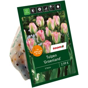 Tulpen 'Groenland' grün-rosa 5 Zwiebeln