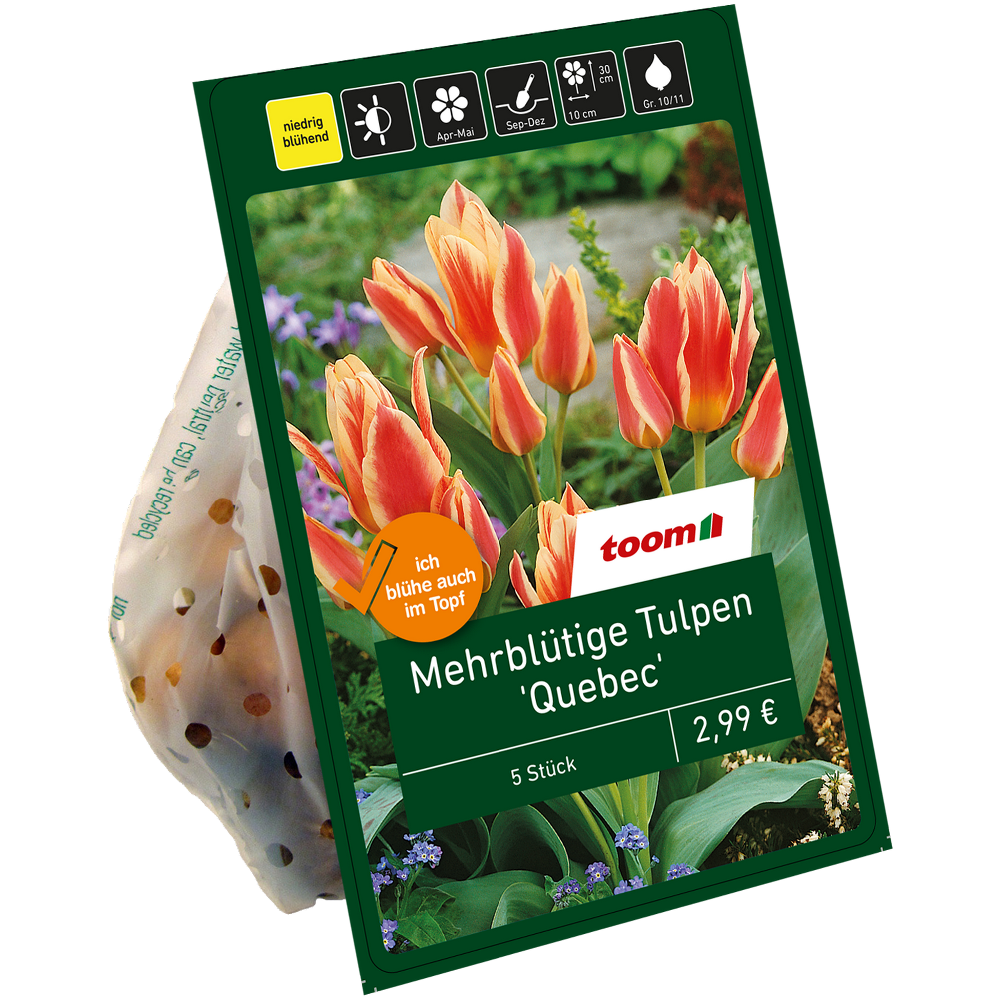 Tulpen 'Quebec Multiflowering' lachsfarben-gelb 5 Zwiebeln + product picture