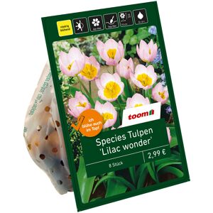 Botanische Tulpen 'Lilac wonder' violett-gelb 8 Zwiebeln