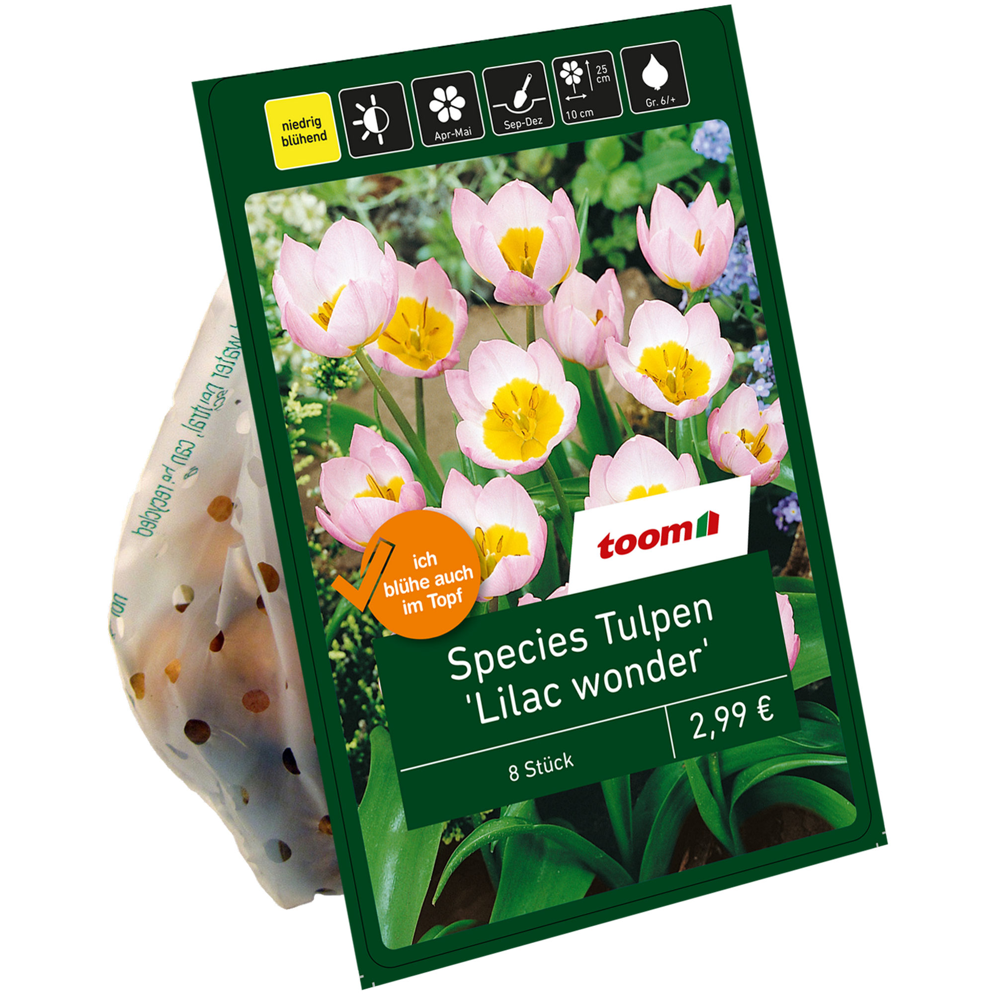 Botanische Tulpen 'Lilac wonder' violett-gelb 8 Zwiebeln + product picture