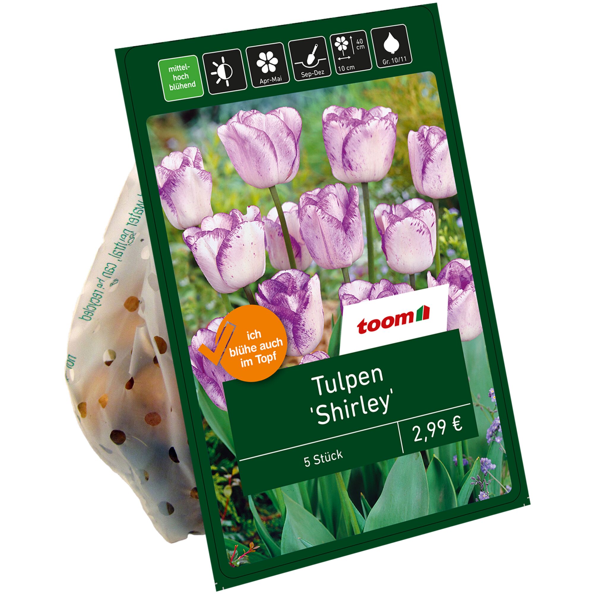 Tulpen 'Shirley', 5 Stück, violett-weiß