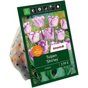 Tulpen 'Shirley' weiß-violett 7 Zwiebeln