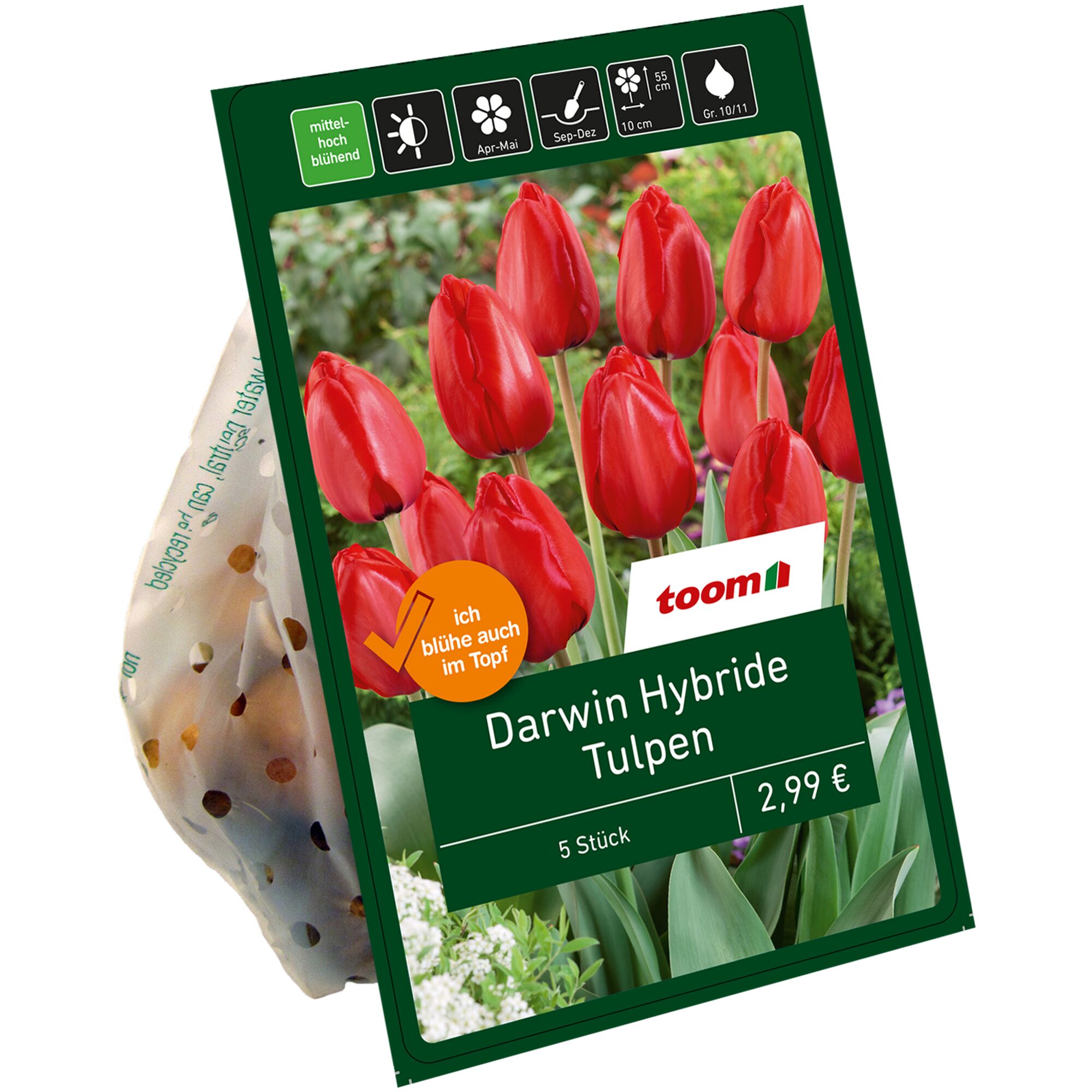Rote Darwin Hybride Tulpen, 5 Stück