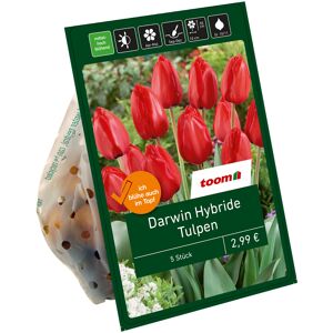 Tulpen 'DHT' rot 10 Zwiebeln