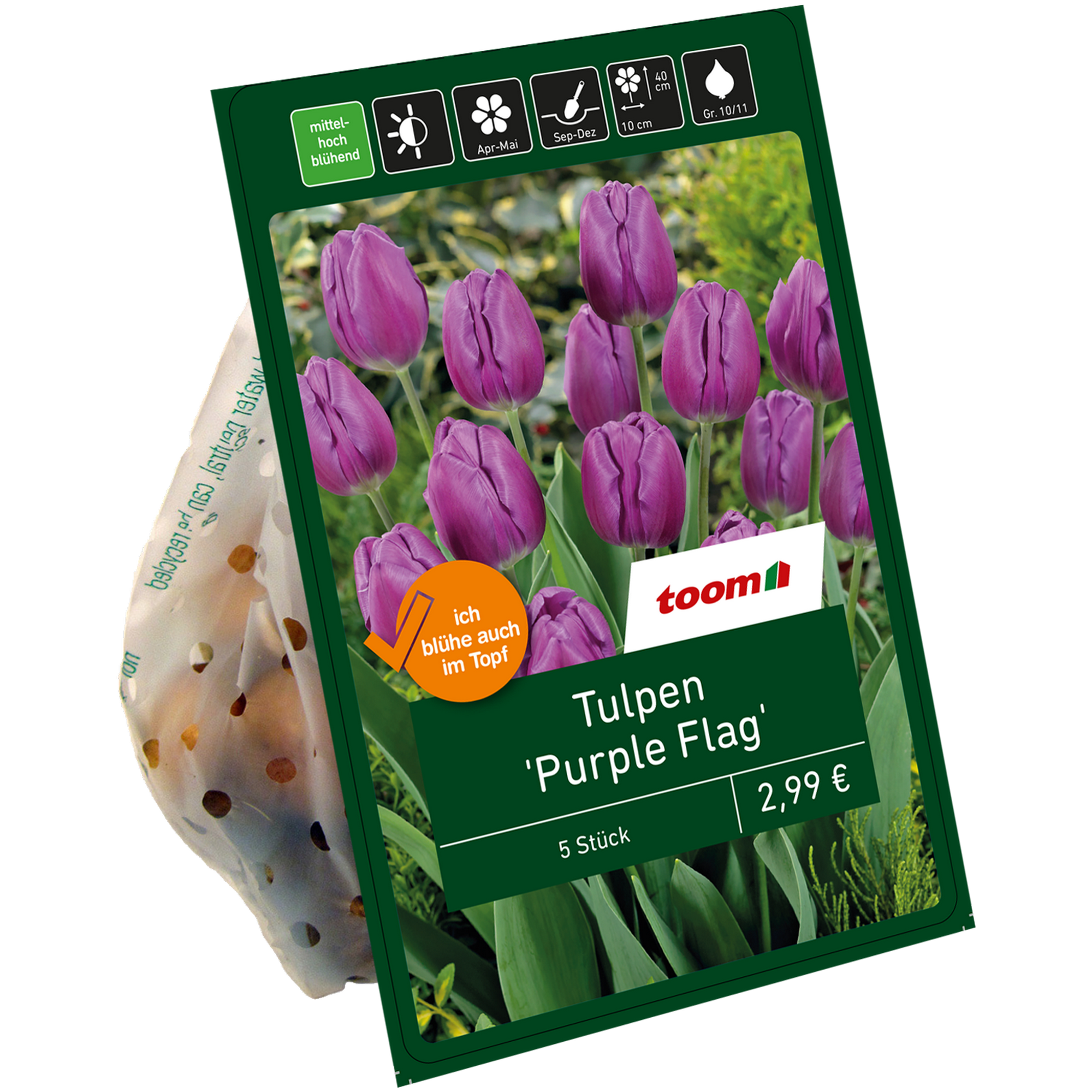 Tulpen 'Purple Flag' violett 7 Zwiebeln + product picture