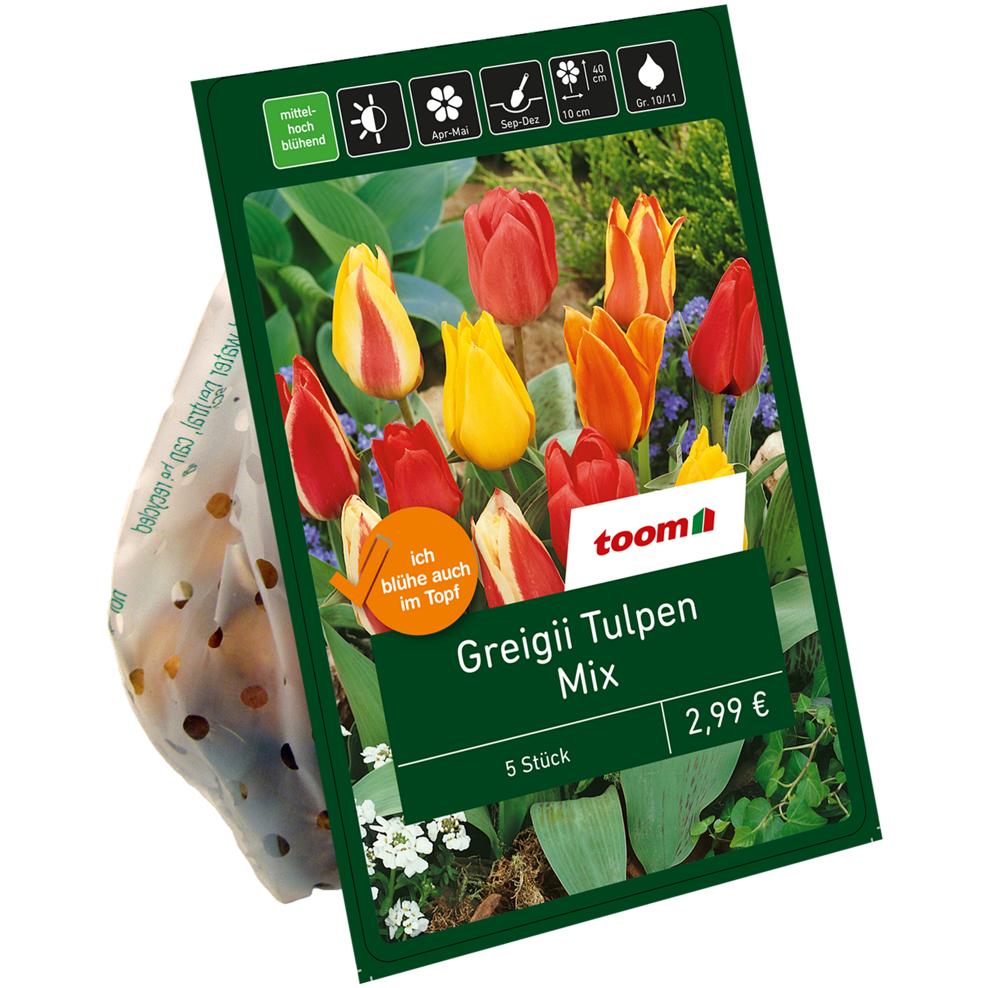 Greigii-Tulpen-Mix 5 Zwiebeln + product picture