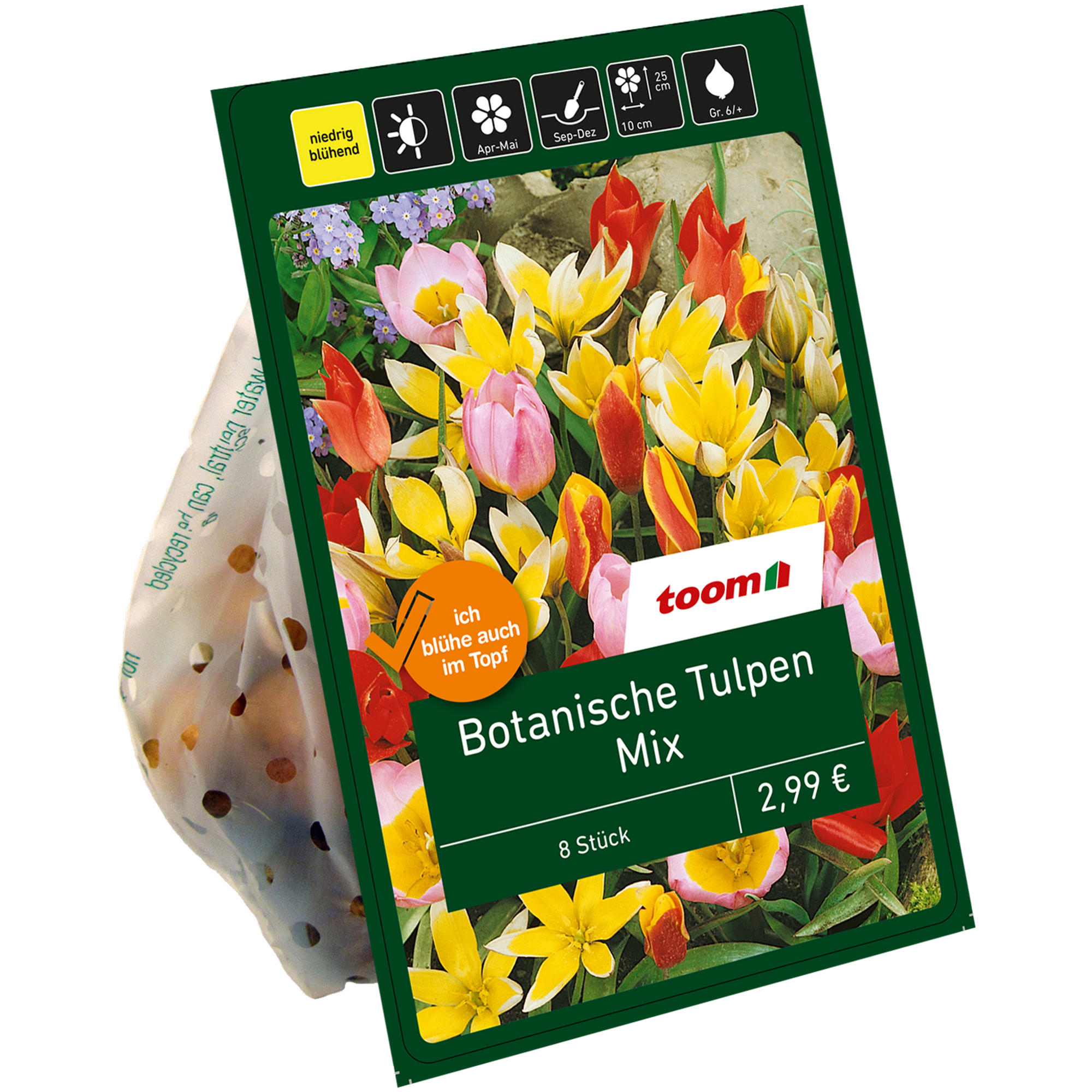 Botanische Tulpen 'Mix' 8 Zwiebeln + product picture